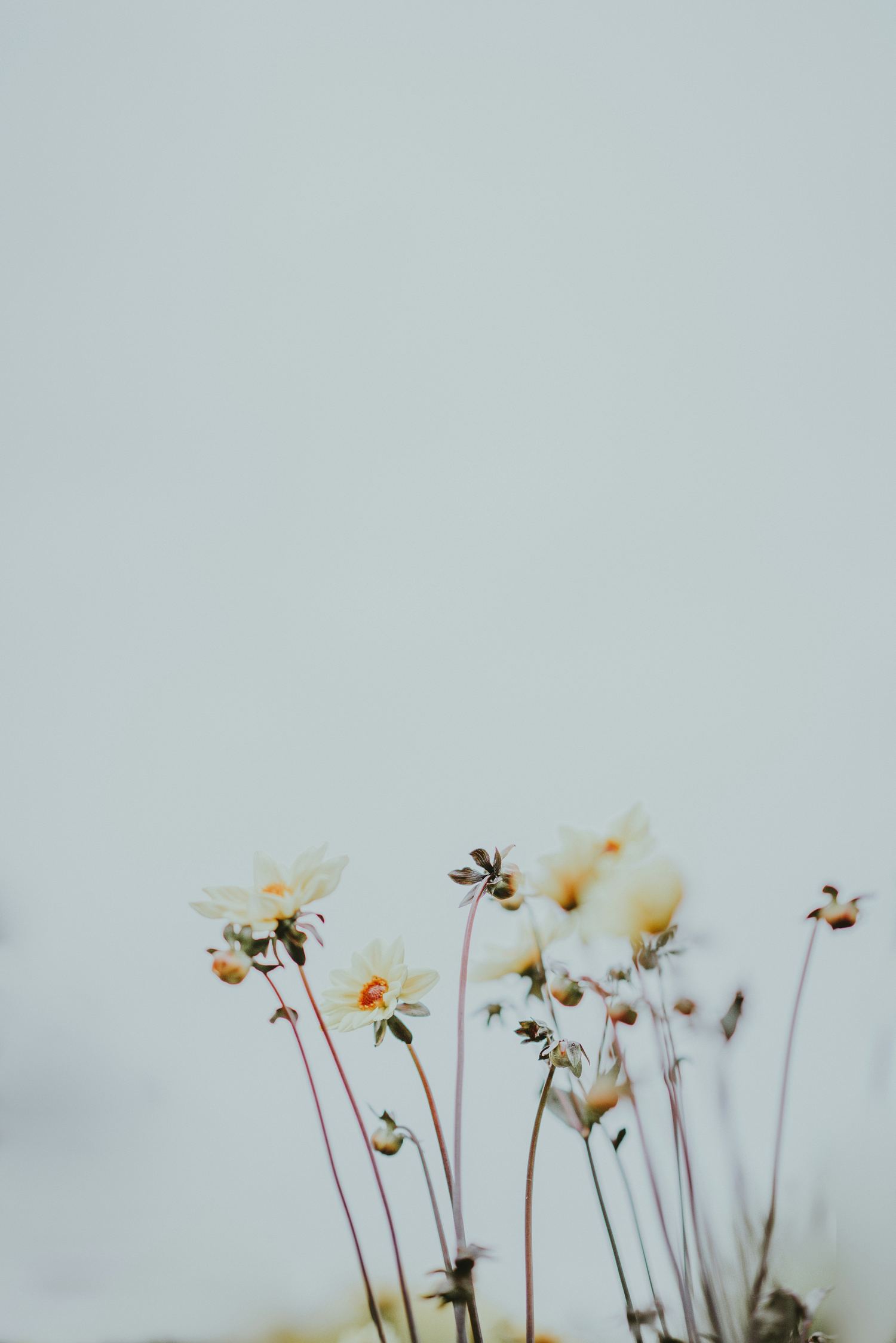 Wildflowers against an overcast sky